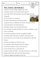 Vorschau - Arbeitsblätter - Text der Woche Capybaras / Wasserschweine - Seite 3