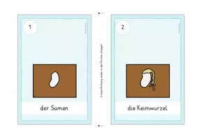 Vorschau - Stationenlernen - Bild- & Infokarten Lebenszyklus Bohnenpflanze - Seite 2