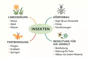 Vorschau - Arbeitsblätter - Arbeitsblatt "Insekten" + Onlineübung & MP3 + Mindmap + Infografik - Seite 2