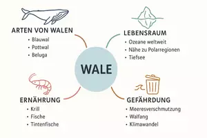 Vorschau - Arbeitsblätter - Arbeitsblätter zum Thema "Wale" + Lösung & MP3 + Mindmap + Infografik - Seite 2