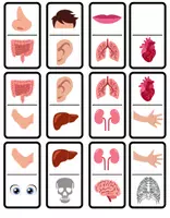 Vista previa - Juegos / Gamificación - Dómino Partes del Cuerpo Humano - Portada