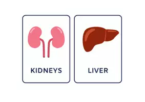 Vista previa - Unidades / Secuencias / Situaciones de Aprendizaje - Órganos del Cuerpo Humano Infantil Inglés - página 3