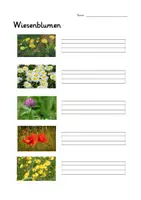 Vorschau - Arbeitsblätter - Wiesenblumen bestimmen Lineatur Klasse 1 und 2 - Deckblatt