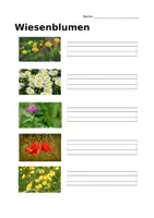 Vorschau - Arbeitsblätter - Wiesenblumen Arbeitsblatt Klasse 3 (5 Blumen) - Deckblatt