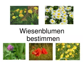 Vorschau - Spiele - Powerpoint und große Bildkarten zu Wiesenblumen, Quiz (5 Blumen) - Seite 1