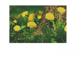 Vorschau - Spiele - Powerpoint und große Bildkarten zu Wiesenblumen, Quiz (5 Blumen) - Seite 3