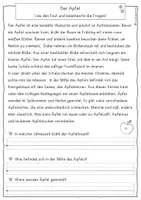 Vorschau - Arbeitsblätter - Der Apfel - Leseverständnis, differenziert, Klasse 2, 3, 4 - Seite 2