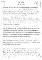Vorschau - Arbeitsblätter - Der Apfel - Leseverständnis, differenziert, Klasse 2, 3, 4 - Seite 3