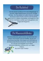 Vorschau - Präsentationen/Tafelbilder - Wissenskarten Unterwasserwelt - Seite 1