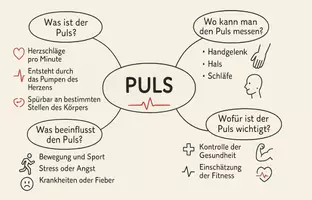 Vorschau - Arbeitsblätter - AB mit Fragen zum Thema "Puls" + Lösungsblatt + Mindmap + Infografik - Seite 2