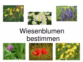 Vorschau - Arbeitsblätter - Kombipaket: Wiesenblumen bestimmen (10 Blumen): Faltbuch, Powerpoint, große Bildkarten und Arbeitsblätter - Seite 1