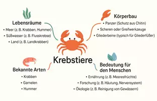 Vorschau - Arbeitsblätter - AB mit Fragen zum Thema "Krebse" + Lösungsblatt + Mindmap + Infografik - Seite 2