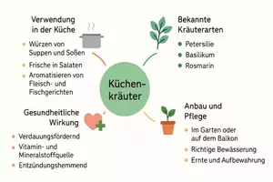 Vorschau - Arbeitsblätter - AB mit Fragen zum Thema "Küchenkräuter" + Lösungsblatt + Mindmap + Infografik - Seite 2