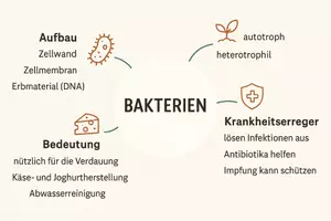 Vorschau - Arbeitsblätter - Arbeitsblatt zum Thema "Bakterien" + Onlineübung & MP3 + Mindmap + Infografik - Seite 1