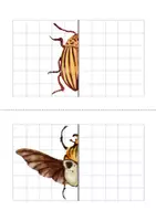 Vista previa - Hojas de trabajo - La simetría de los insectos – Mariposas y Escarabajos (Pack). - página 1