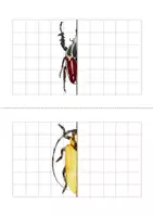 Vista previa - Hojas de trabajo - La simetría de los insectos – Mariposas y Escarabajos (Pack). - página 3