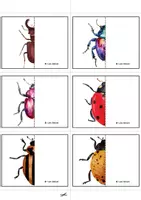 Aperçu - Apprentissages en autonomie - Jeu de symétries - Coléoptères. - Page 3