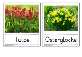 Vorschau - Bildkarten - Mini Poster Frühblüher - Deckblatt
