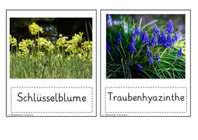 Vorschau - Bildkarten - Mini Poster Frühblüher - Seite 3