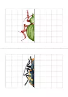 Vorschau - Arbeitsblätter - Die Symmetrie der Insekten – Käfer. - Seite 2