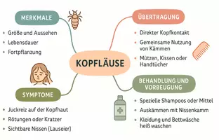 Vorschau - Arbeitsblätter - Arbeitsblatt "Kopfläuse" + Onlineübung & MP3 + Mindmap + Infografik - Seite 2