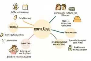 Vorschau - Arbeitsblätter - Arbeitsblatt "Kopfläuse" + Onlineübung & MP3 + Mindmap + Infografik - Seite 3