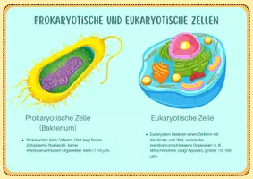 Vorschau - Merkblätter - Aufbau und Funktion der Zelle (Zellbiologie / Zytologie) - Lernkartei - Seite 3