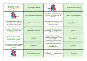Vorschau - Spiele - Herz und Kreislauf Domino - Biomino - Seite 2