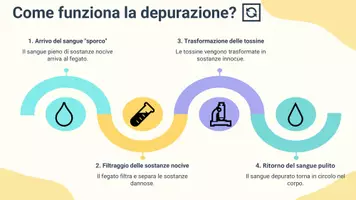 anteprima - Presentazioni / Lavagne - Spiegare la funzione del fegato nella depurazione - Pagina 3