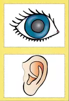 anteprima - Flashcard - Body parts - Pagina 3