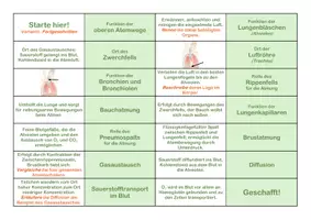 Vorschau - Spiele - Atmung und Gasaustausch Domino - Biomino - Seite 3