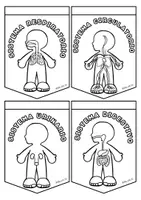 Vista previa - Tarjetas / Manipulativos - El cuerpo humano: partes y sistemas - página 3