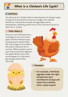 Vorschau - Arbeitsblätter - The Life Cycle of a Chicken - Seite 2