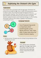 Vorschau - Arbeitsblätter - The Life Cycle of a Chicken - Seite 3