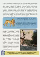 Vorschau - Arbeitsblätter - Wild Animals Bundle Englischunterricht - Seite 3