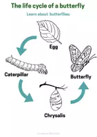 Προεπισκόπηση - Φύλλα εργασίας - Life cycle of a butterfly / Ο κύκλος της ζωής μιας πεταλούδας - Σελίδα 1