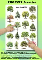 Vorschau - Poster - Lernposter Bäume & Blätter – 18 Baumarten entdecken für Kita, Grundschule & Naturprojekte - Seite 2