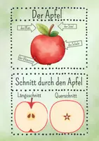 Vorschau - Präsentationen/Tafelbilder - Der Apfel - Wissenskarten - Seite 2