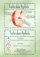 Vorschau - Präsentationen/Tafelbilder - Der Apfel - Wissenskarten - Seite 3