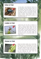 Vorschau - Bildkarten - Insekten im Wald Lesetexte: Ameisen, Bienen, Käfer, Schmetterlinge - Seite 2