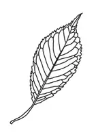 Vorschau - Mal- und Bastelvorlagen - Herbstblätter Zentangle, Zeichenvorlagen - Seite 3