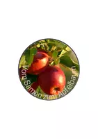 Vorschau - Präsentationen/Tafelbilder - Legekreis Apfel Vom Samen zur Frucht - Seite 1
