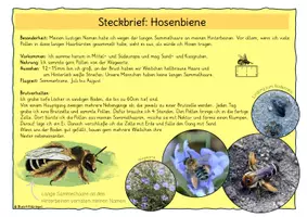 Vorschau - Poster - Wildbienen + Honigbiene, Steckbriefe, Wissenskarten - Seite 1