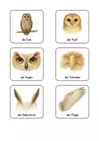 Vorschau - Fördermaterial/Inklusion - Eule- und Vogel-Wortschatzkarten - Seite 1