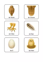 Vorschau - Fördermaterial/Inklusion - Eule- und Vogel-Wortschatzkarten - Seite 2