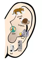 Vorschau - Präsentationen/Tafelbilder - Körper & Wahrnehmung / Die fünf Sinne: Aushänge (Visualisierung) - Sachunterricht - Kl. 3/4 - Seite 3
