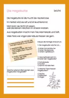 Vorschau - Arbeitsblätter - Leseförderung: Die Hagebutte- differenziert - Seite 1