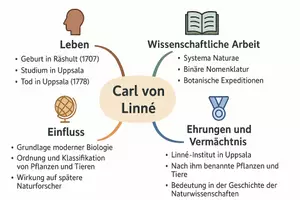 Vorschau - Arbeitsblätter - Arbeitsblätter zum Thema "Carl von Linné" + Lösung & MP3 + Mindmap + Infografik - Seite 2