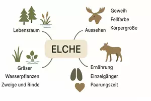 Vorschau - Arbeitsblätter - Arbeitsblatt "Elche" + Onlineübung & MP3 + Mindmap + Infografik - Seite 2