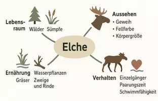 Vorschau - Arbeitsblätter - Arbeitsblatt "Elche" + Onlineübung & MP3 + Mindmap + Infografik - Seite 3
